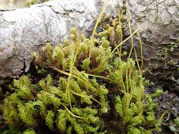 Attēlu rezultāti vaicājumam “Didymodon fallax var. brevifolius”