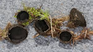 Attēlu rezultāti vaicājumam “Pseudoplectania nigrella”