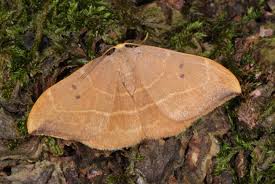 Attēlu rezultāti vaicājumam “Watsonalla binaria”