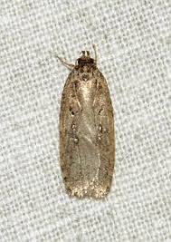 Attēlu rezultāti vaicājumam “Agonopterix hypericella imago”