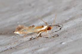 Attēlu rezultāti vaicājumam “Lyonetiidae”