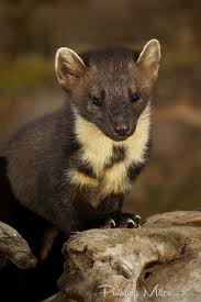 Attēlu rezultāti vaicājumam “Martes martes”