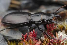 Attēlu rezultāti vaicājumam “Broscus cephalotes”