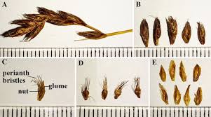 Attēlu rezultāti vaicājumam “Blysmus compressus”