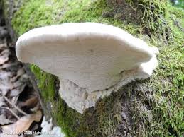 Attēlu rezultāti vaicājumam “Aurantiporus fissilis”