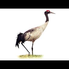 Attēlu rezultāti vaicājumam “Gruiformes”