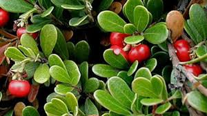 Attēlu rezultāti vaicājumam “Exobasidium uvae-ursi”