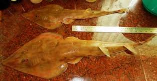 Image result for Acroteriobatus blochii