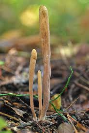 Attēlu rezultāti vaicājumam “Clavariadelphus ligula”