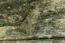 Attēlu rezultāti vaicājumam “Hadula trifolii”