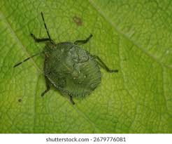 Attēlu rezultāti vaicājumam “Closterotomus biclavatus nymph”