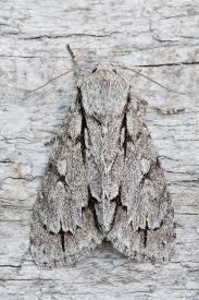 Attēlu rezultāti vaicājumam “Acronicta cuspis”