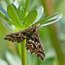 Attēlu rezultāti vaicājumam “Diasemia reticularis”