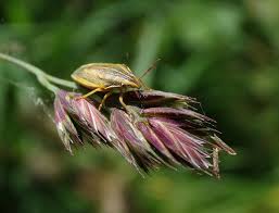 Attēlu rezultāti vaicājumam “Aelia acuminata”