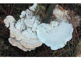 Attēlu rezultāti vaicājumam “Postia guttulata”