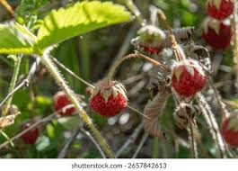 Attēlu rezultāti vaicājumam “Fragaria viridis fruit”