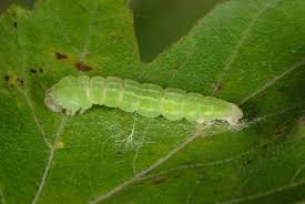 Attēlu rezultāti vaicājumam “Cyclophora annularia”