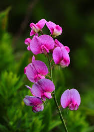Attēlu rezultāti vaicājumam “Lathyrus latifolius”