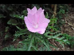 Attēlu rezultāti vaicājumam “Malva moschata leaf”