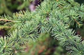 Attēlu rezultāti vaicājumam “Libanotis montana leaf”