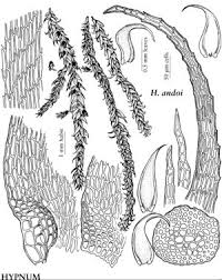Attēlu rezultāti vaicājumam “Hypnum cupressiforme var. filiforme”