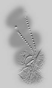 Attēlu rezultāti vaicājumam “Vacciniina optilete”