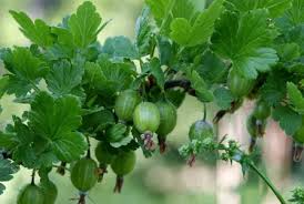 Attēlu rezultāti vaicājumam “Ribes uva-crispa leaf”