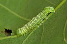 Attēlu rezultāti vaicājumam “Orthosia incerta”