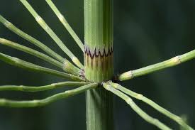 Attēlu rezultāti vaicājumam “Equisetum fluviatile”