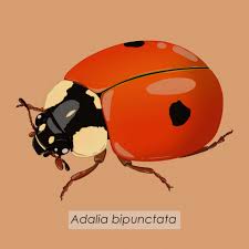 Attēlu rezultāti vaicājumam “Adalia bipunctata”