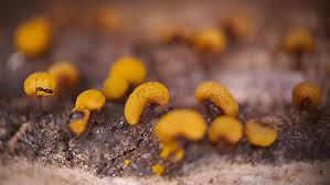 Attēlu rezultāti vaicājumam “Physarum bryomacrocarpum spores”