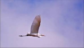 Attēlu rezultāti vaicājumam “Egretta alba”