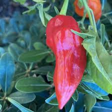 Afbeeldingsresultaat voor red fratali hot pepper