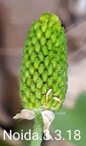 Attēlu rezultāti vaicājumam “Ranunculus sceleratus fruit”