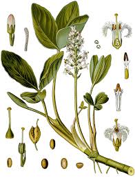 Attēlu rezultāti vaicājumam “Menyanthes trifoliata”