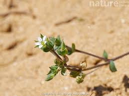 Attēlu rezultāti vaicājumam “Arenaria serpyllifolia flower”