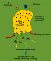 Food Allergy - General Facts