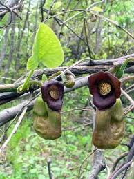 Attēlu rezultāti vaicājumam “Aristolochia durior flower”