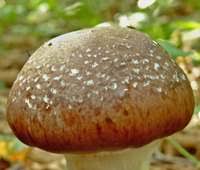 Attēlu rezultāti vaicājumam “Cortinarius praestans”