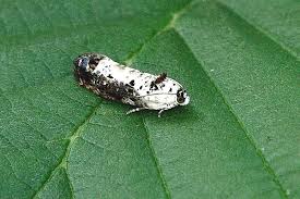 Attēlu rezultāti vaicājumam “Hedya salicella”