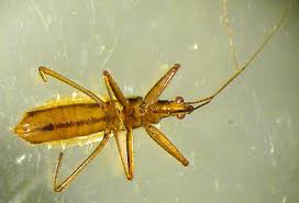 Attēlu rezultāti vaicājumam “Nabis limbatus”