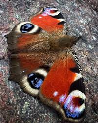 Attēlu rezultāti vaicājumam “Inachis io upperside”