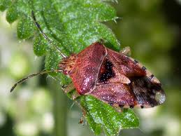 Attēlu rezultāti vaicājumam “Elasmucha grisea imago”