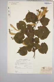 Attēlu rezultāti vaicājumam “Tilia platyphyllos subsp. cordifolia”