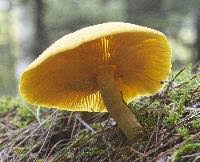 Attēlu rezultāti vaicājumam “Tricholomopsis decora”