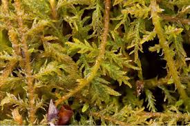 Attēlu rezultāti vaicājumam “Thuidium delicatulum sporophyte”