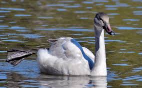 Attēlu rezultāti vaicājumam “Cygnus columbianus adult”