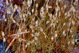 Attēlu rezultāti vaicājumam “Pogonatum nanum”