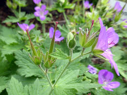 Attēlu rezultāti vaicājumam “Geraniaceae”