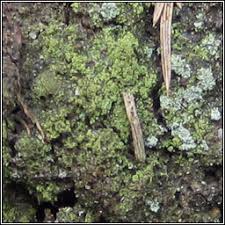 Attēlu rezultāti vaicājumam “Micarea sp.”